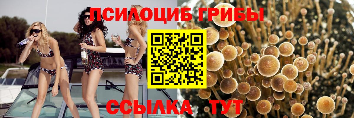 Псилоцибиновые грибы Psilocybe  Вход с VPN  Чебаркуль 
